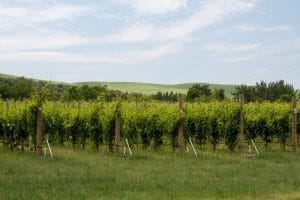 Vineyard2 (Custom)
