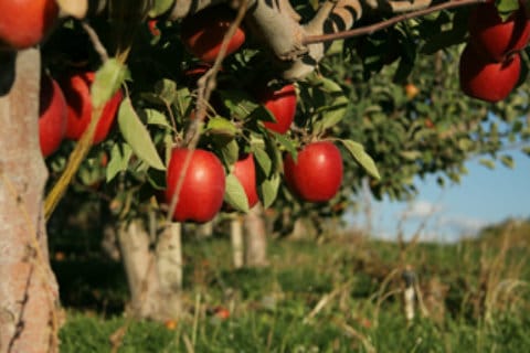 Blue Mountain Cider Company