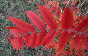 Sumac - Photo by Mike Denny