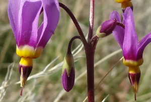 shooting stars-wallula gap