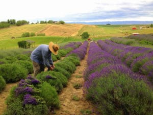 Photo provided by Blue Mountain Lavender Farm 