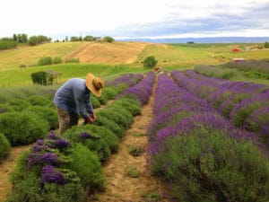 Photo provided by Blue Mountain Lavender Farm