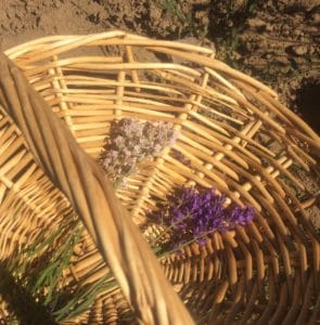 Blue Mountain Lavender Farm photo by Catie Joyce