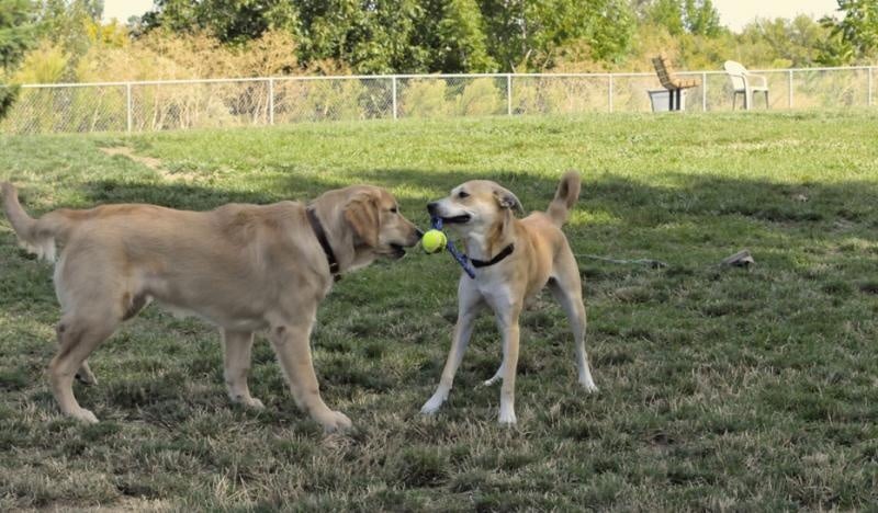 Walla Walla Dog Park