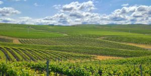 Walla Walla Wine - Seven Hills Vineyard