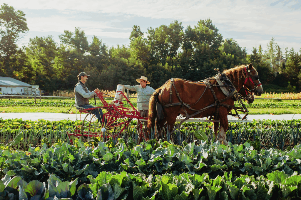Two farmers work in a vegetable field with a draft horse hitched to a red plowing implement. The scene highlights traditional farming methods.